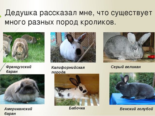 Презентация "Мои домашние питомцы"
