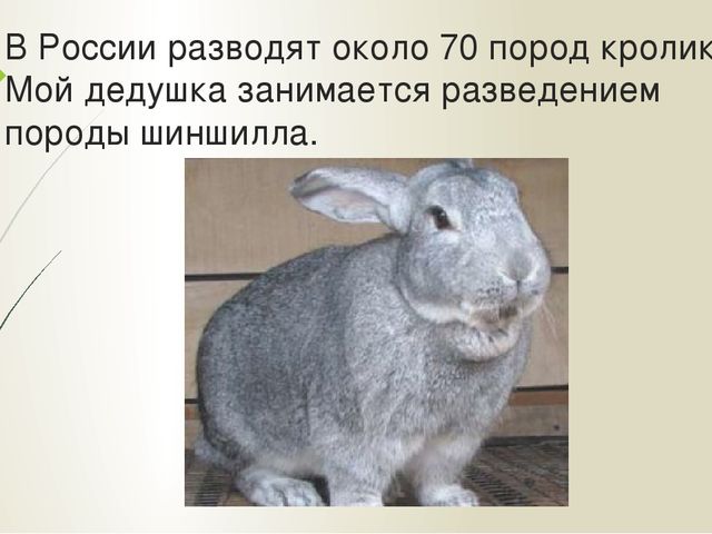Презентация "Мои домашние питомцы"