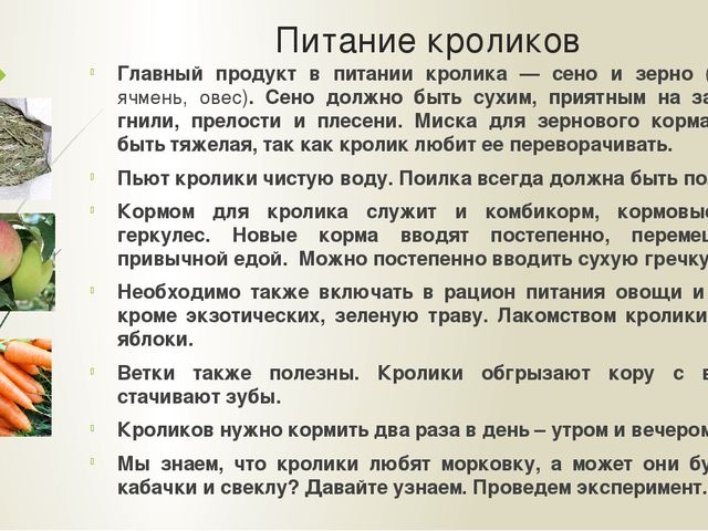 Презентация "Мои домашние питомцы"
