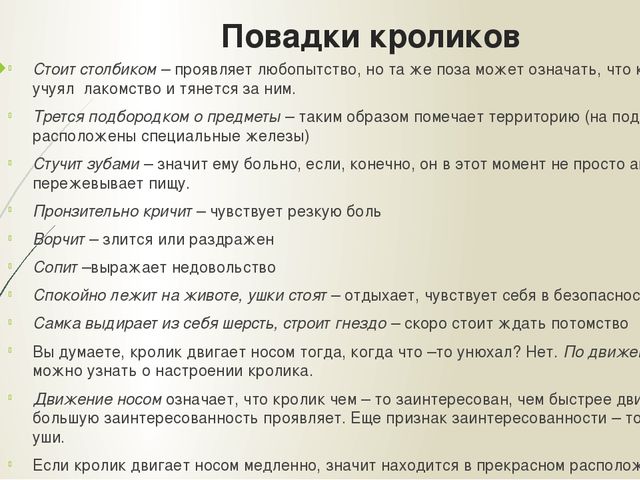 Презентация "Мои домашние питомцы"