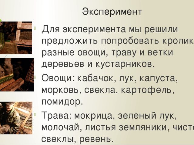 Презентация "Мои домашние питомцы"