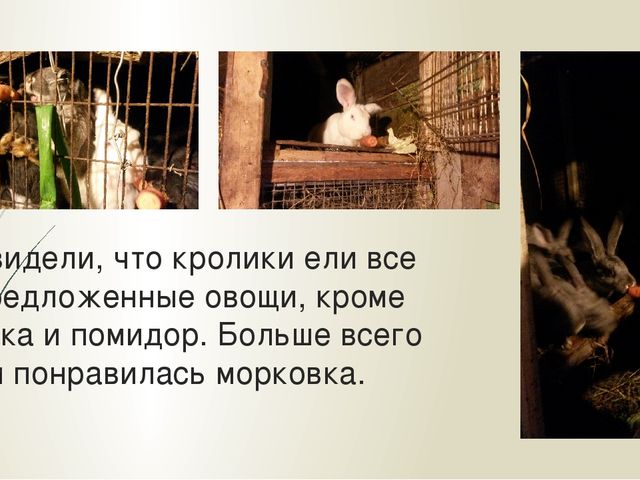 Презентация "Мои домашние питомцы"