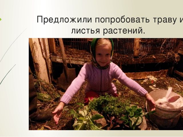 Презентация "Мои домашние питомцы"