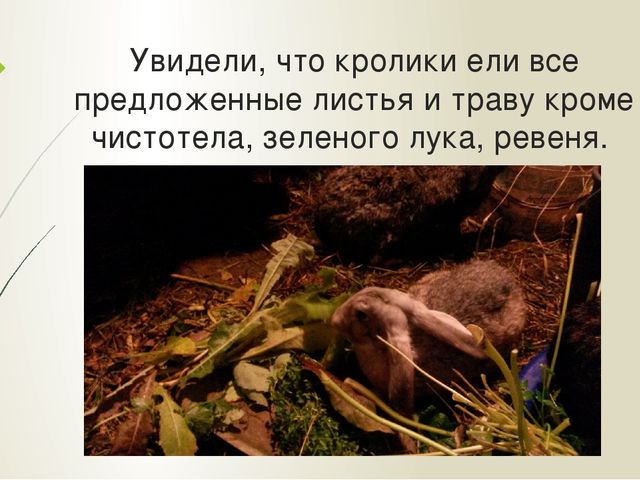 Презентация "Мои домашние питомцы"