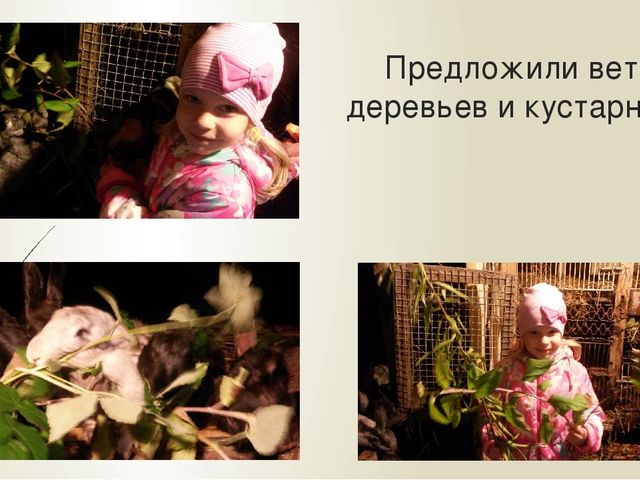 Презентация "Мои домашние питомцы"