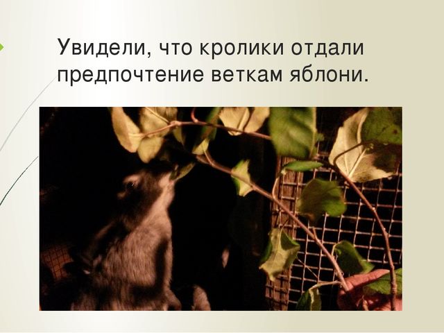 Презентация "Мои домашние питомцы"