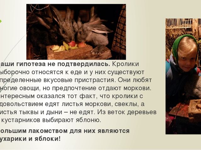 Презентация "Мои домашние питомцы"