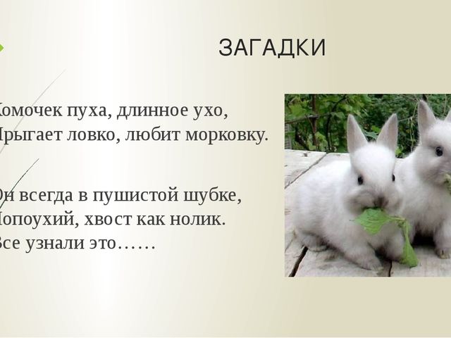 Презентация "Мои домашние питомцы"