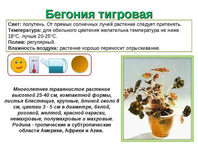 Паспорт комнатных растений в детском саду.
