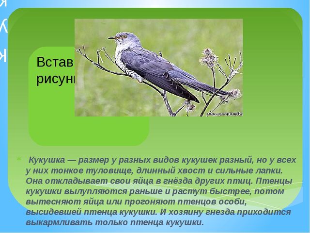 Презентация тема "Перелётные птицы"