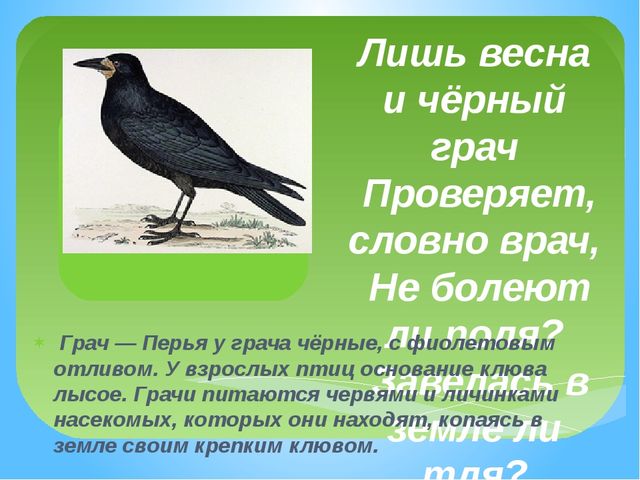 Презентация тема "Перелётные птицы"