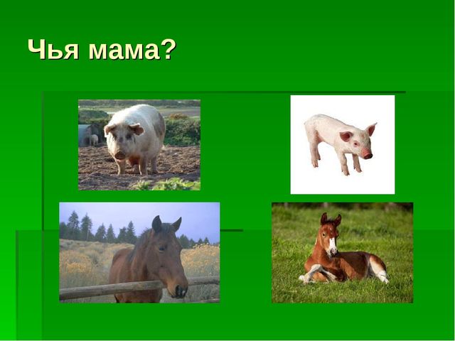 Презентация на тему "Домашние животные"