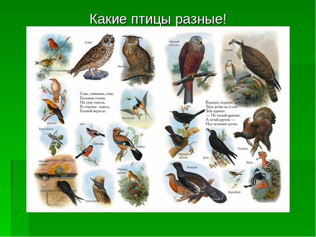Презентация для использования в образовательной области "Познавательное развитие" "Берегите птиц!"