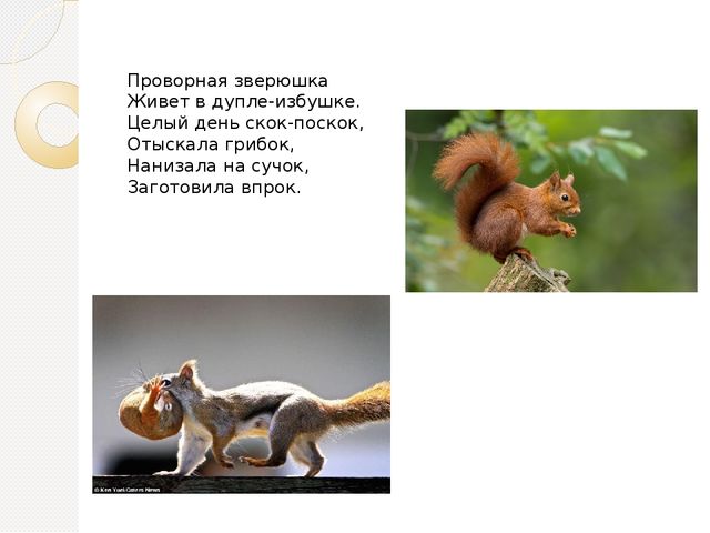 Презентация по экологии на тему " Дикие животные"