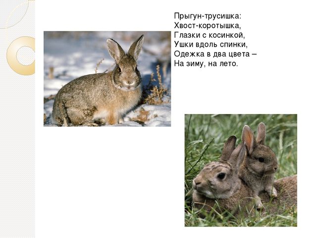 Презентация по экологии на тему " Дикие животные"