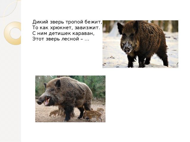Презентация по экологии на тему " Дикие животные"