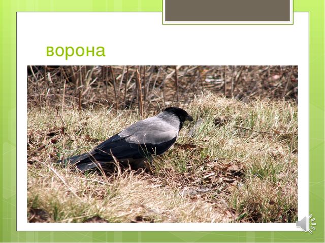 Презентация по экологии на тему "Зимующие птицы"