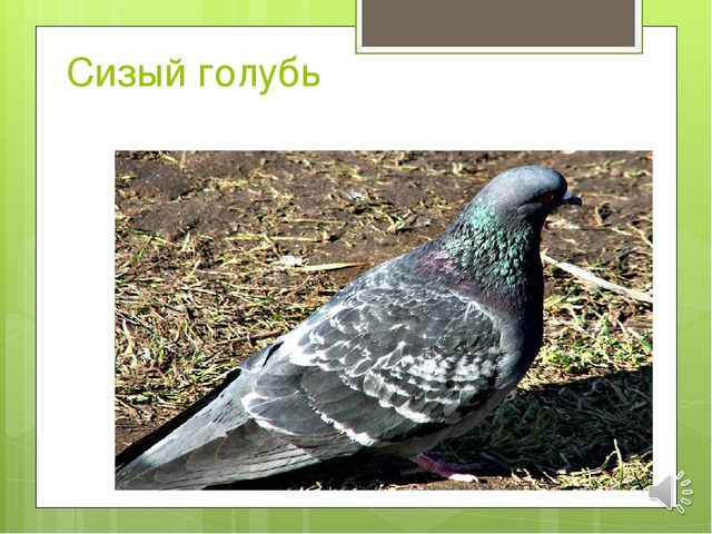 Презентация по экологии на тему "Зимующие птицы"