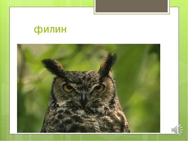 Презентация по экологии на тему "Зимующие птицы"