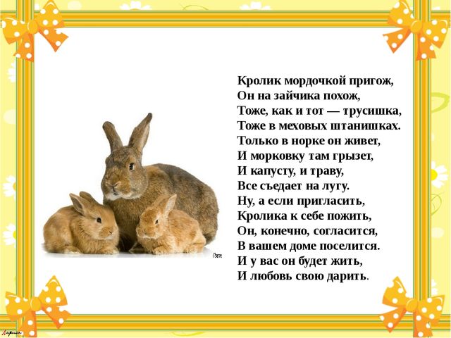 Презентация для детей "Мамы и их детёныши"
