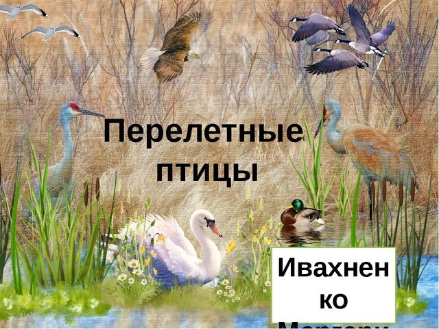 Презентация по теме "Перелетные птицы"