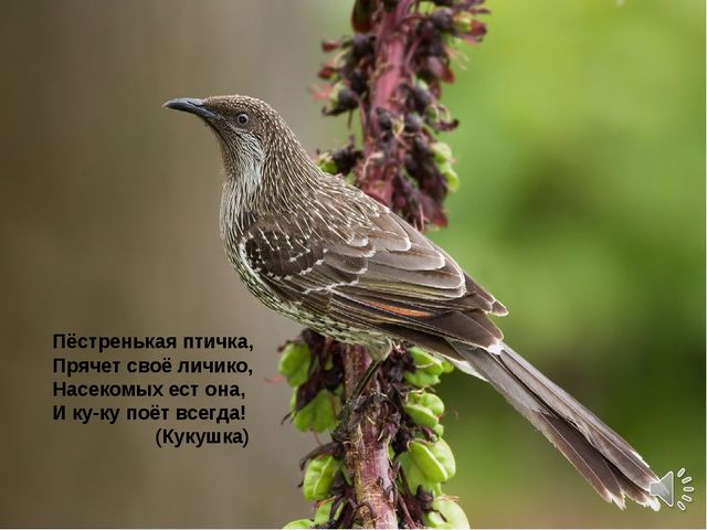 Презентация по теме "Перелетные птицы"
