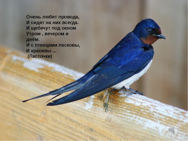 Презентация по теме "Перелетные птицы"