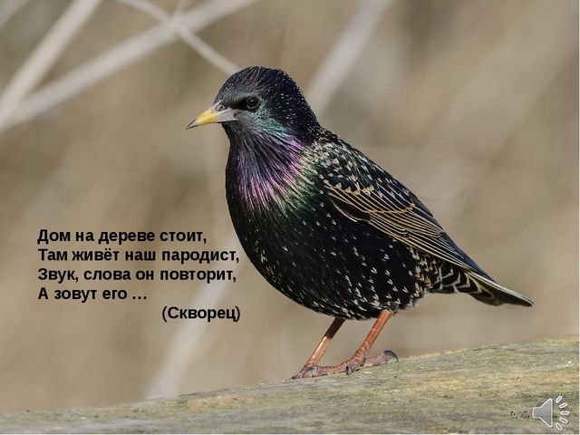 Презентация по теме "Перелетные птицы"