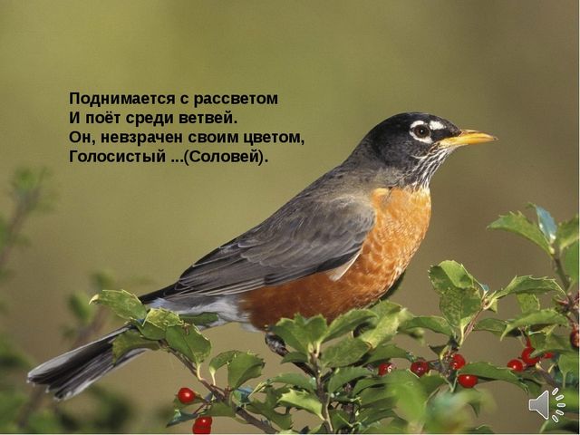 Презентация по теме "Перелетные птицы"