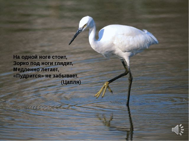 Презентация по теме "Перелетные птицы"