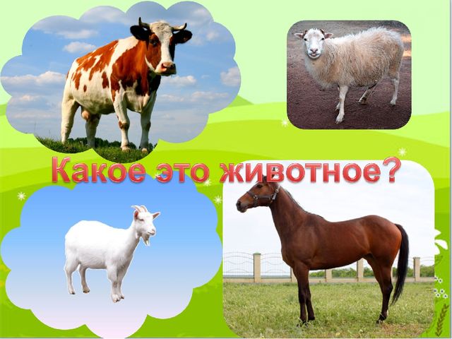 Презентация на тему: "Домашние животные и их детеныши"