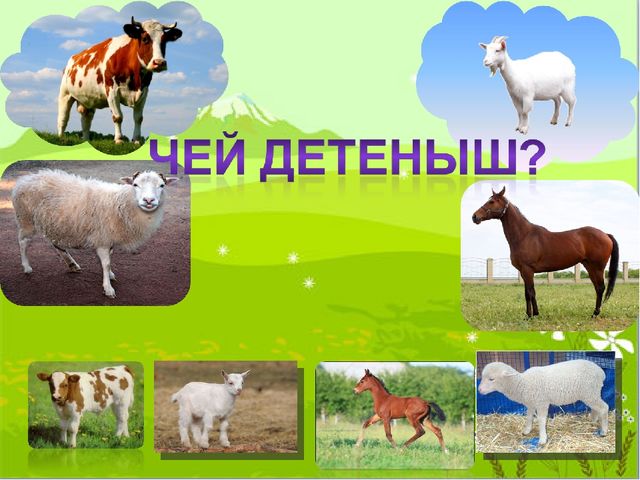 Презентация на тему: "Домашние животные и их детеныши"