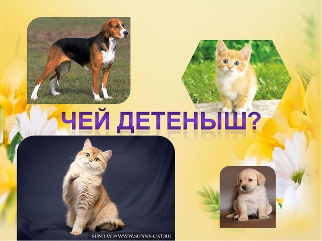 Презентация на тему: "Домашние животные и их детеныши"