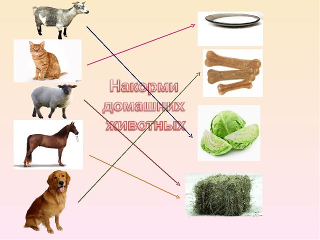 Презентация на тему: "Домашние животные и их детеныши"