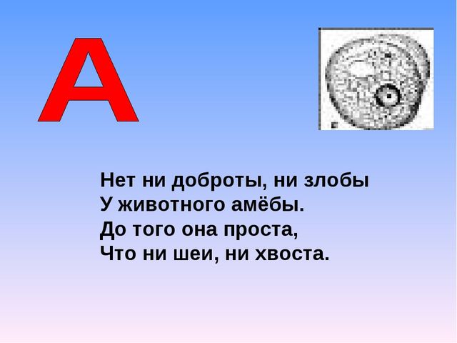Презентация на тему "Азбука животных в стихах и загадках"