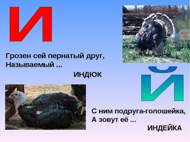 Презентация на тему "Азбука животных в стихах и загадках"