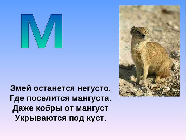 Презентация на тему "Азбука животных в стихах и загадках"