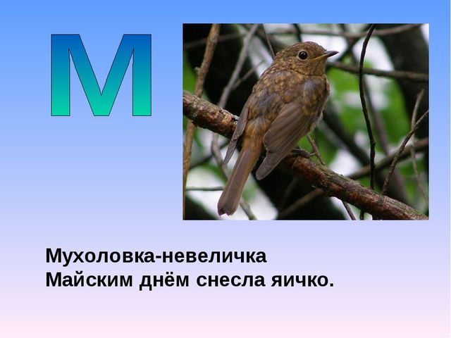Презентация на тему "Азбука животных в стихах и загадках"