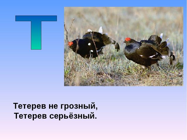 Презентация на тему "Азбука животных в стихах и загадках"