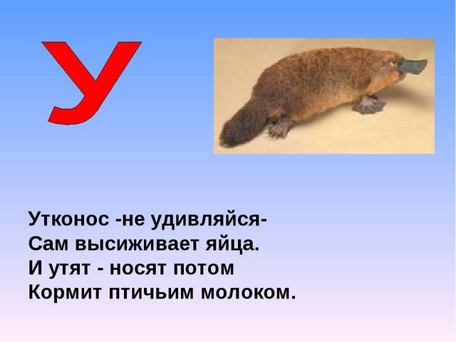 Презентация на тему "Азбука животных в стихах и загадках"