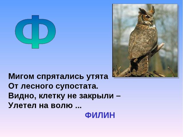 Животное на букву ф. Загадка про Филина. Загадка про сову. Филин загадка для детей. Загадка про Филина для детей.