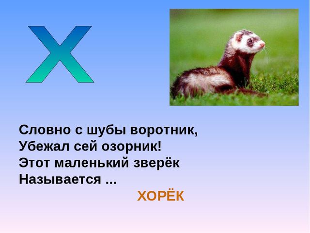Презентация на тему "Азбука животных в стихах и загадках"
