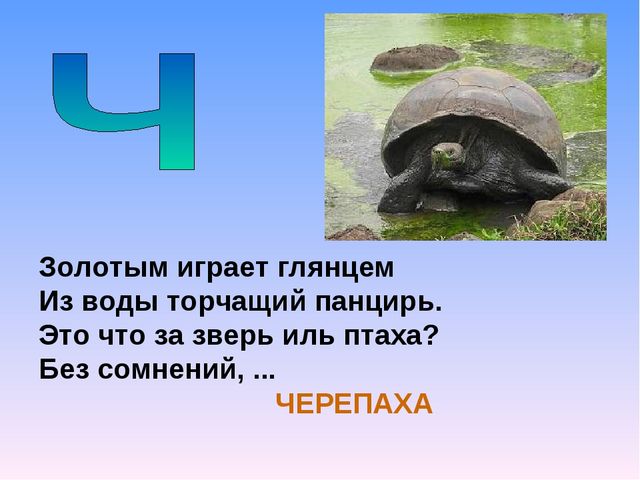 Презентация на тему "Азбука животных в стихах и загадках"