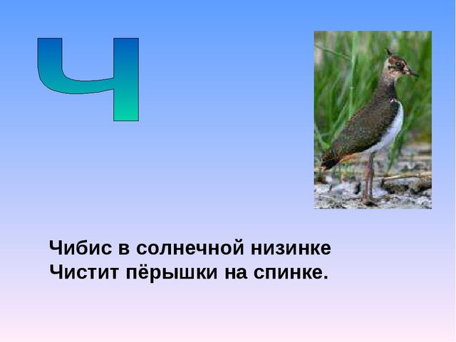Презентация на тему "Азбука животных в стихах и загадках"