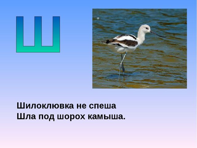 Презентация на тему "Азбука животных в стихах и загадках"