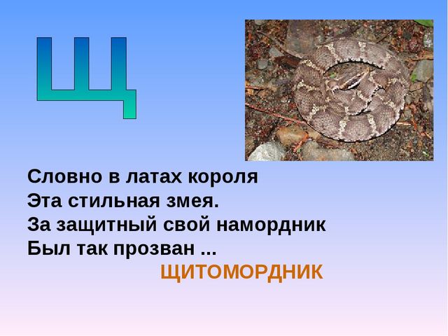 Презентация на тему "Азбука животных в стихах и загадках"