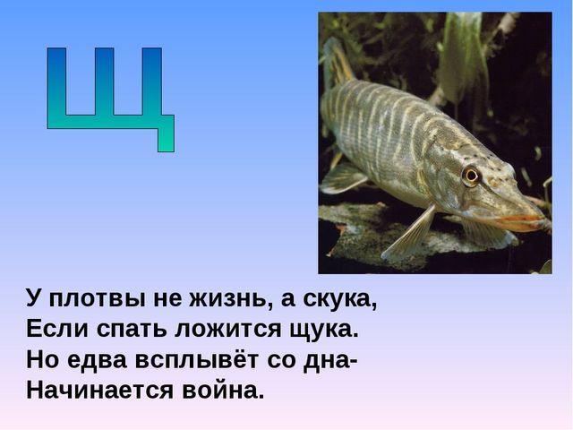 Презентация на тему "Азбука животных в стихах и загадках"