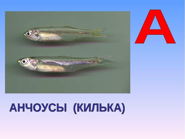 Презентация на тему "Азбука животных в стихах и загадках"