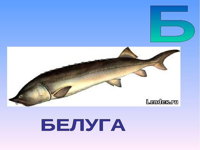 Презентация на тему "Азбука животных в стихах и загадках"