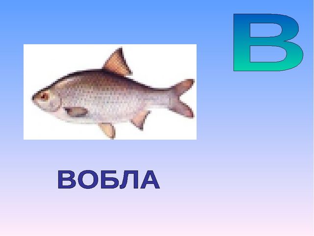 Презентация на тему "Азбука животных в стихах и загадках"